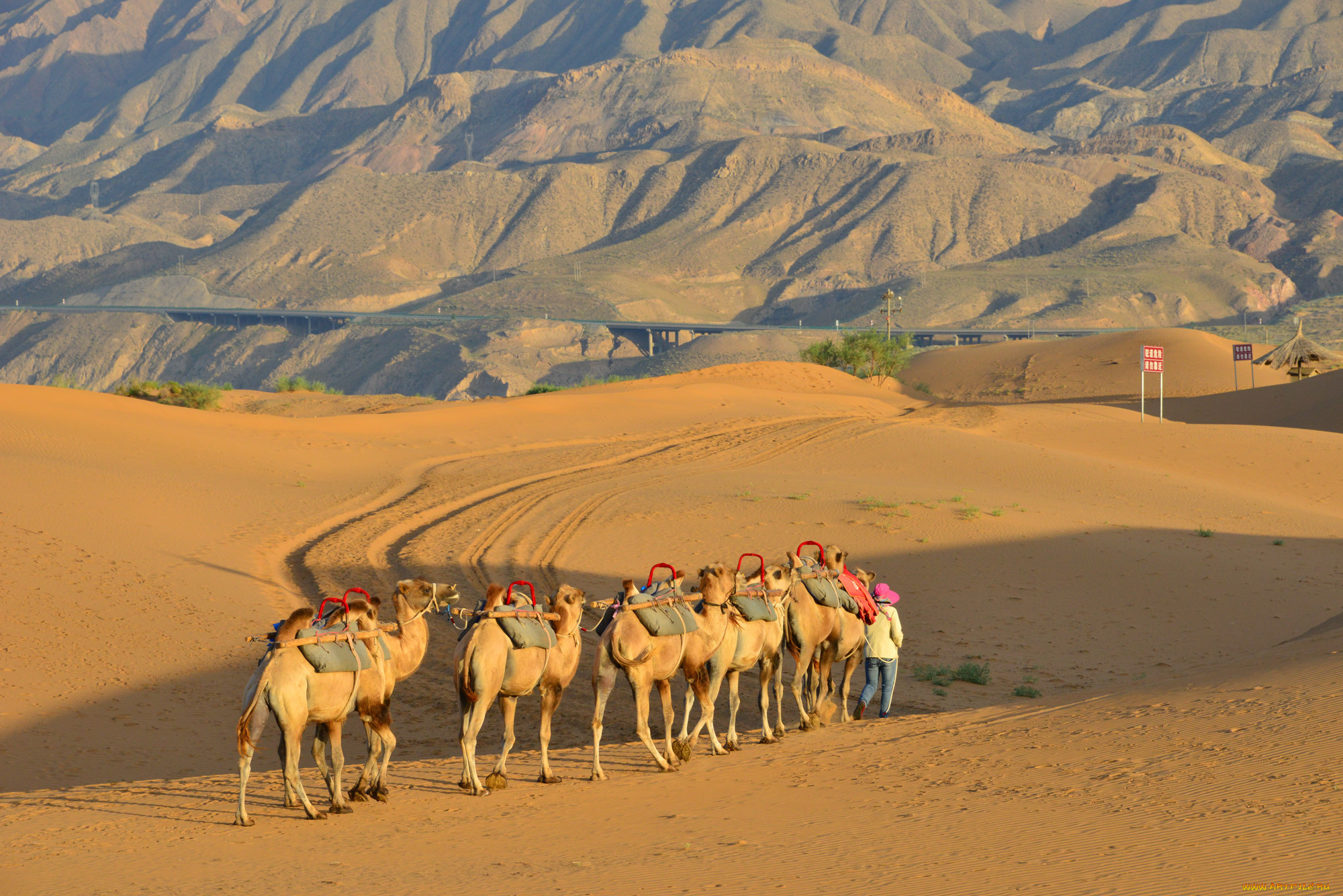 Караван картинка. Верблюд Караван пустыни. Караван верблюдов в пустыне. Караван с верблюдами в пустыне. Караван бактрианов.